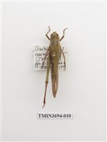 藏品(直翅目(2))的圖片